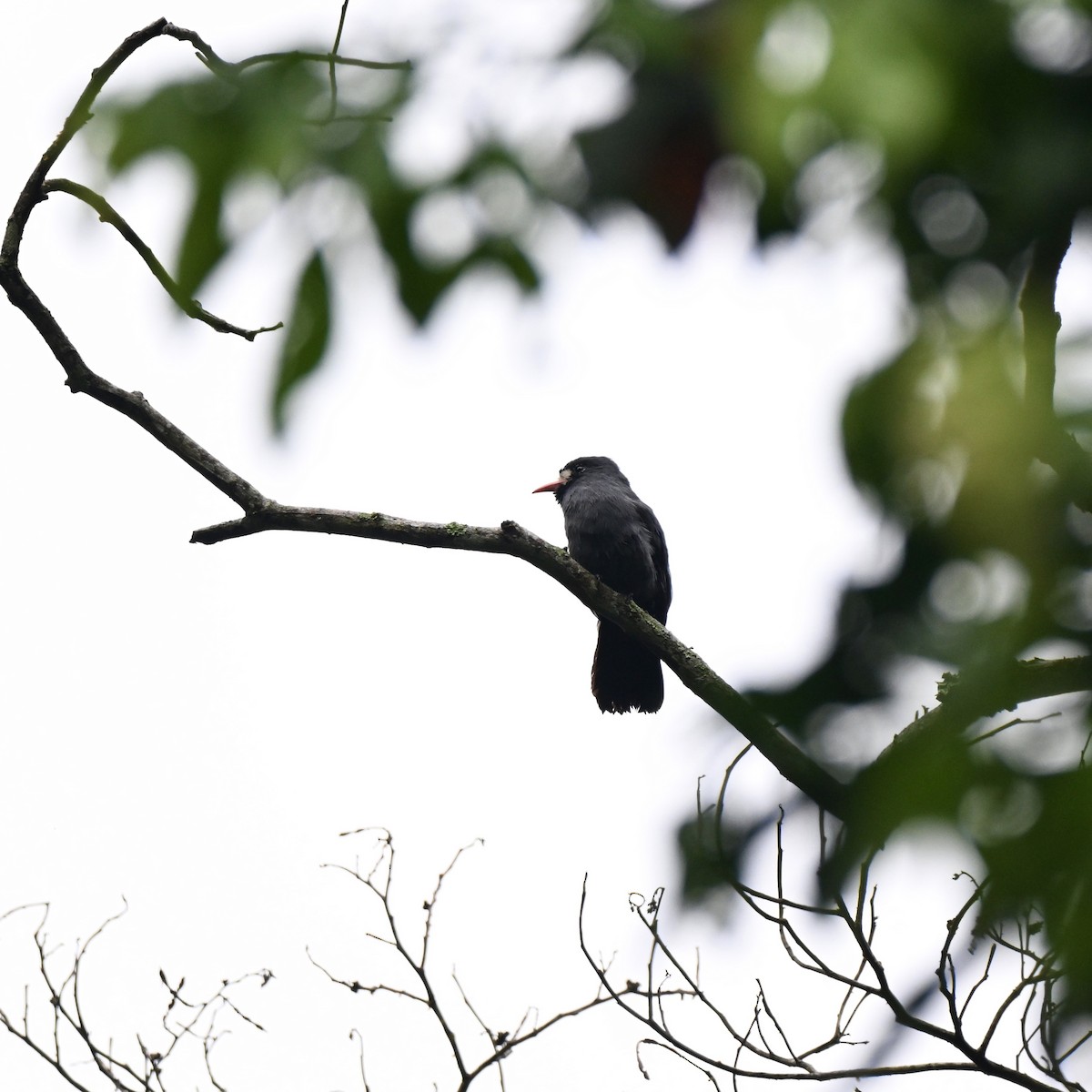 White-fronted Nunbird - ML638286416