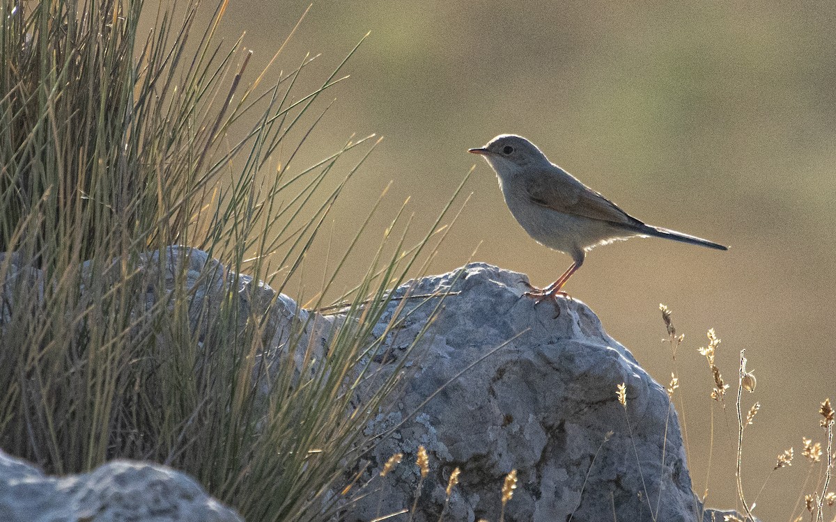 Spectacled Warbler - ML638286419