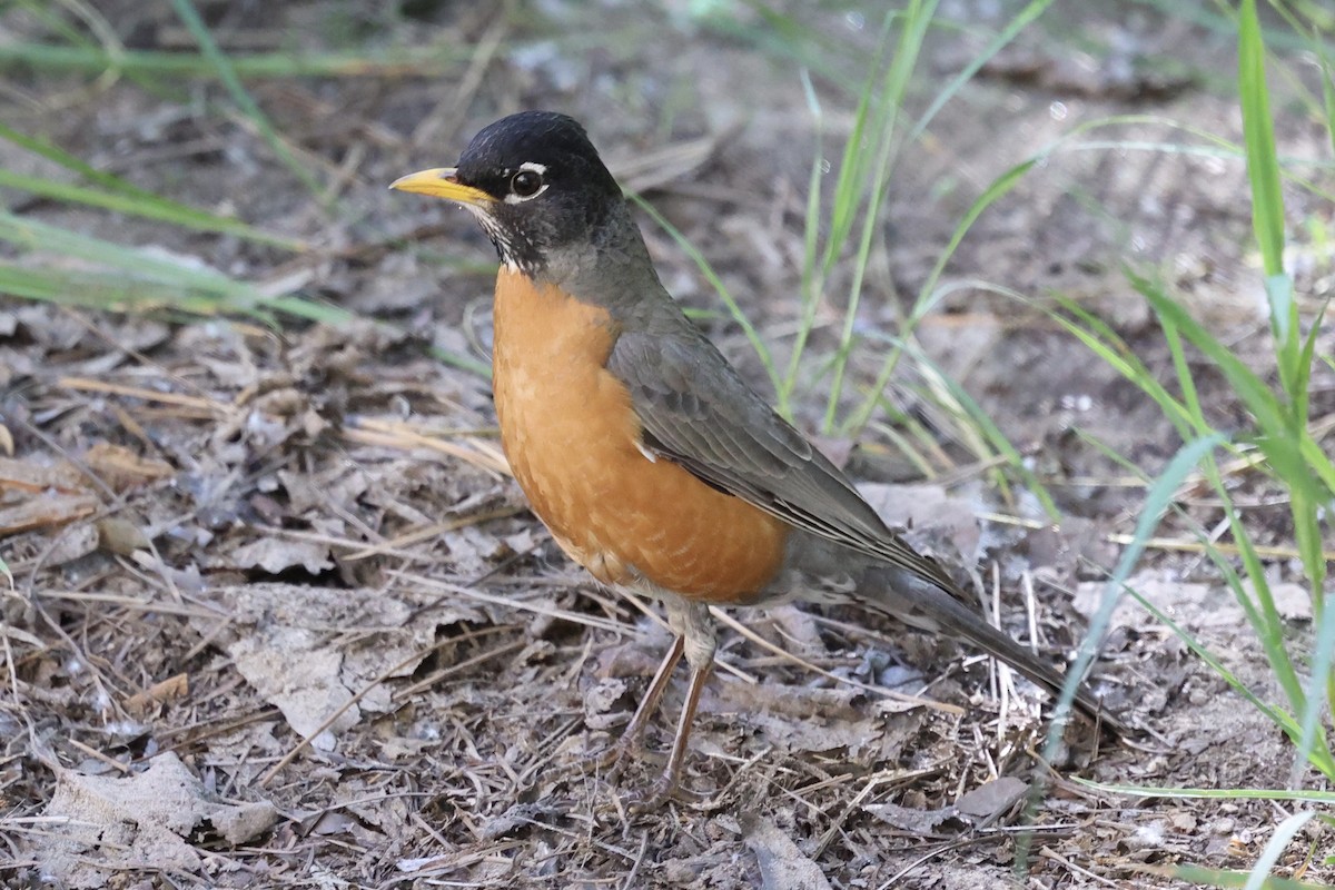 קיכלי נודד - ML638286429