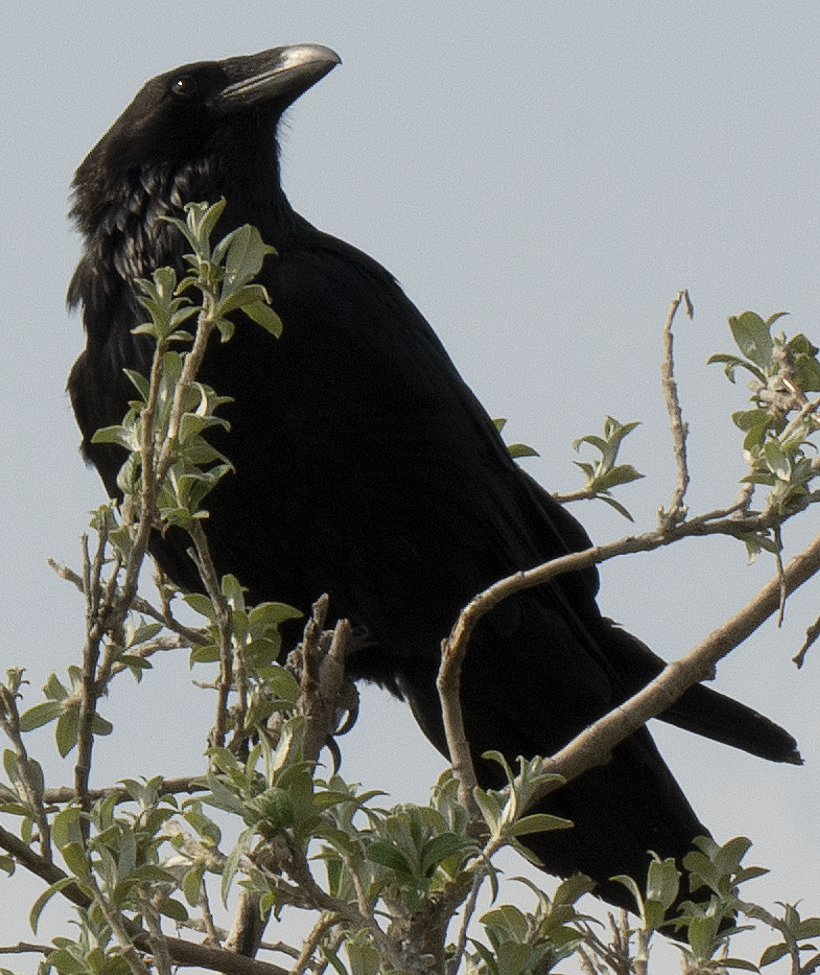 Common Raven - ML638286431