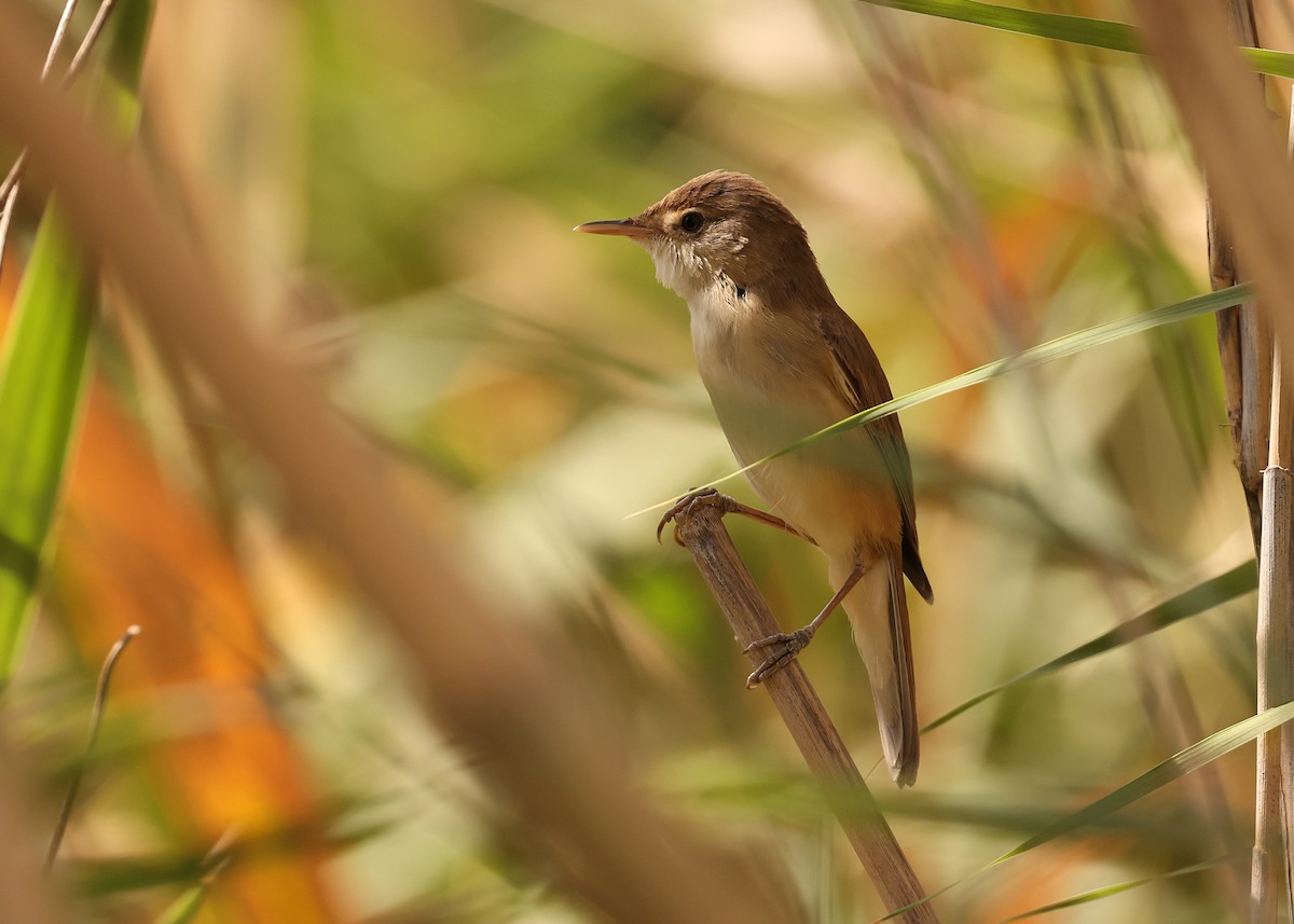 Common Reed Warbler (African) - ML638286433