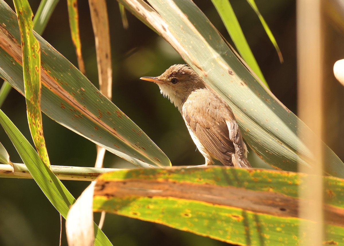 Common Reed Warbler (African) - ML638286434