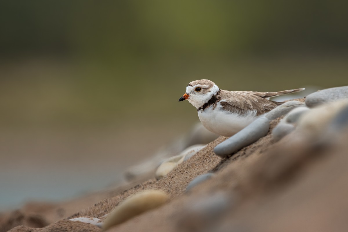 Piping Plover - ML638286452