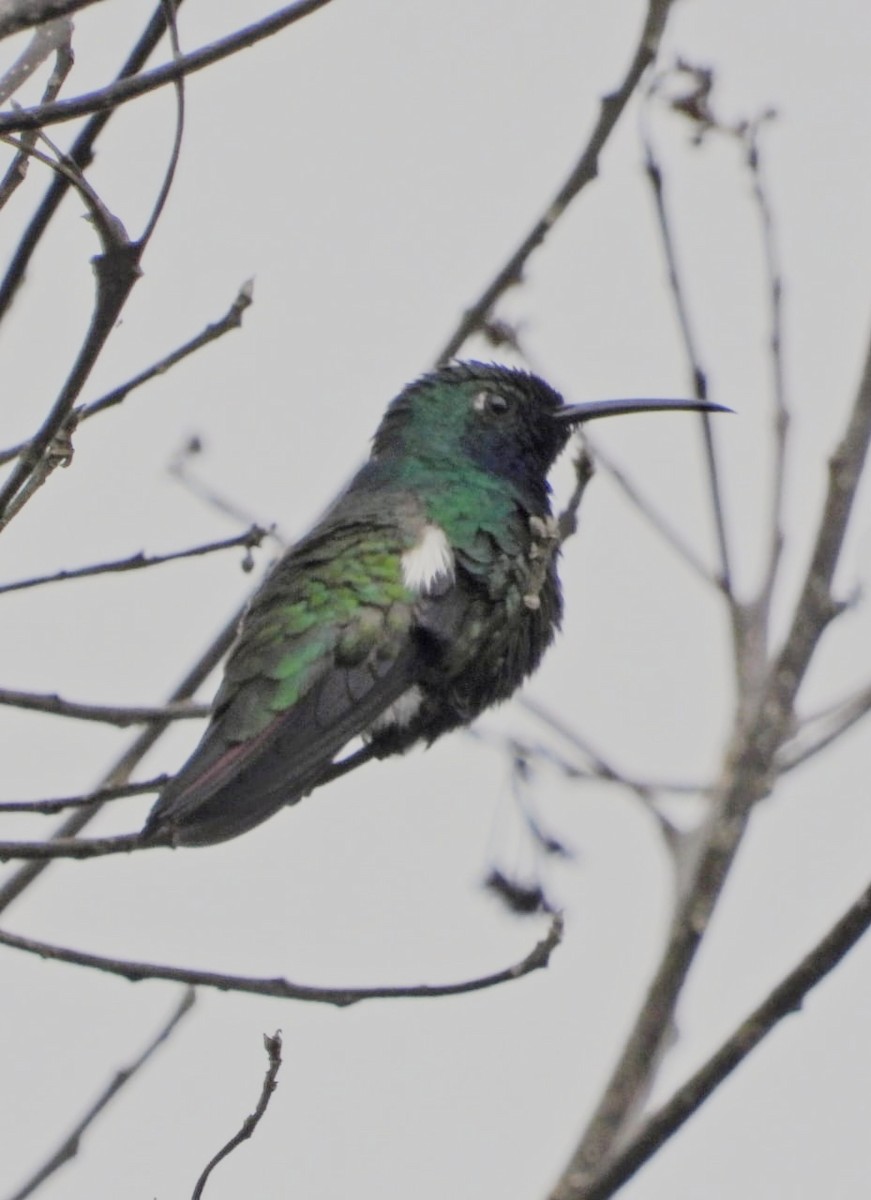 Black-throated Mango - ML638286461