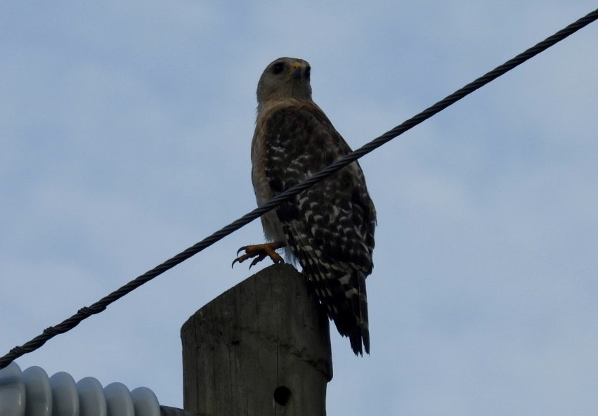 Red-shouldered Hawk - ML638286462