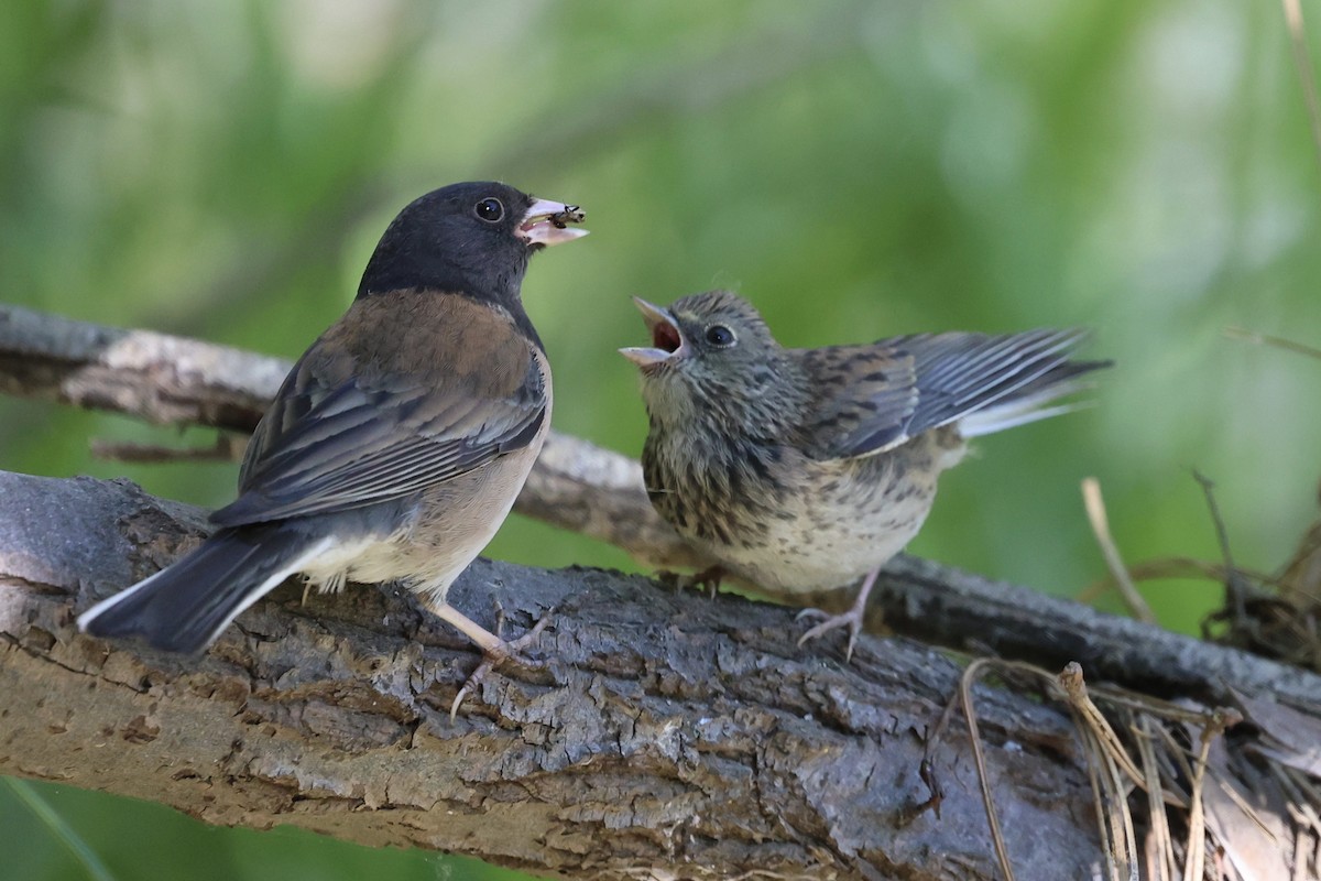 Dark-eyed Junco (Oregon) - ML638286473