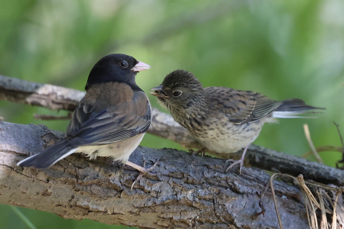 Dark-eyed Junco (Oregon) - ML638286474