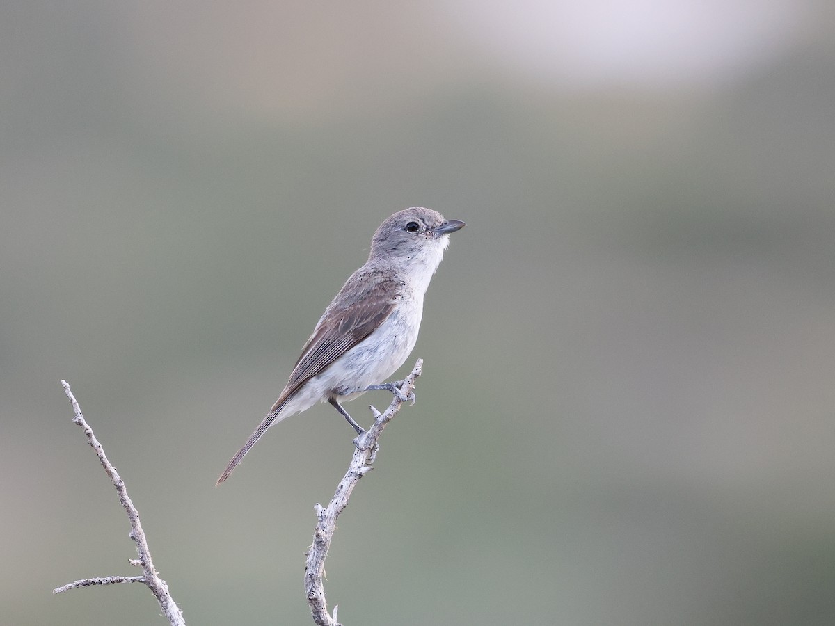 Gray Vireo - ML638286485