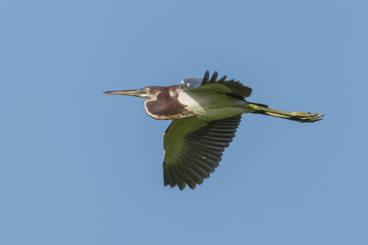 Tricolored Heron - ML638286487