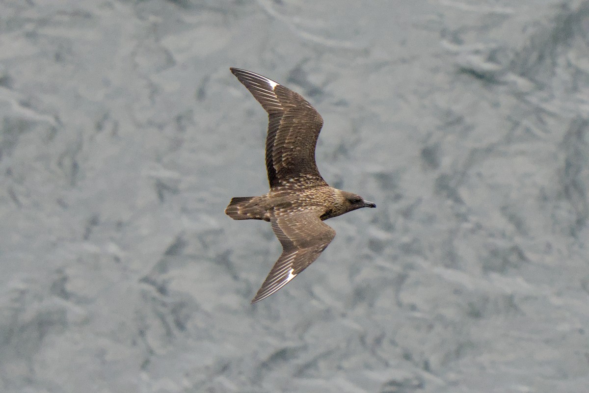 Great Skua - ML638286490