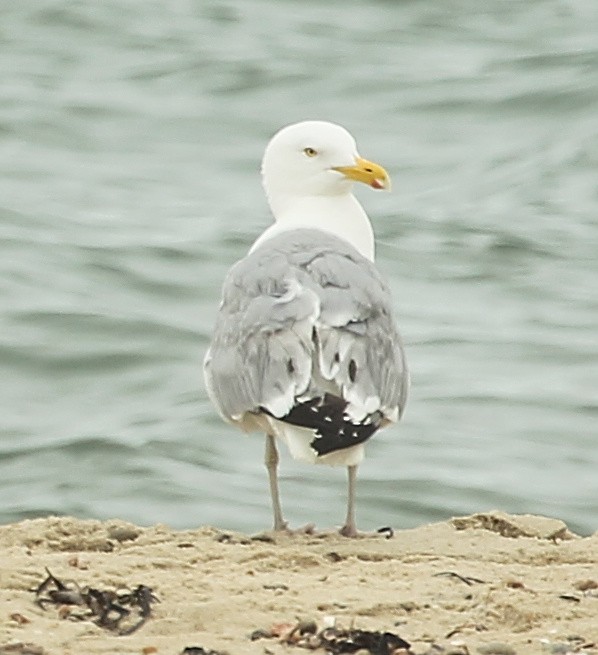 American Herring Gull - ML638286498