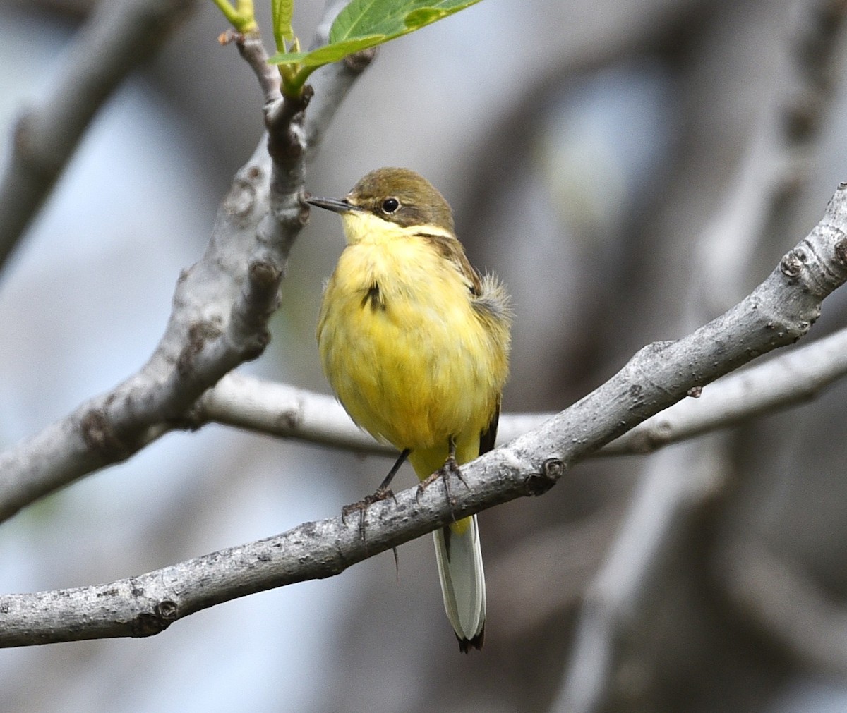Western Yellow Wagtail (flava) - ML638286499