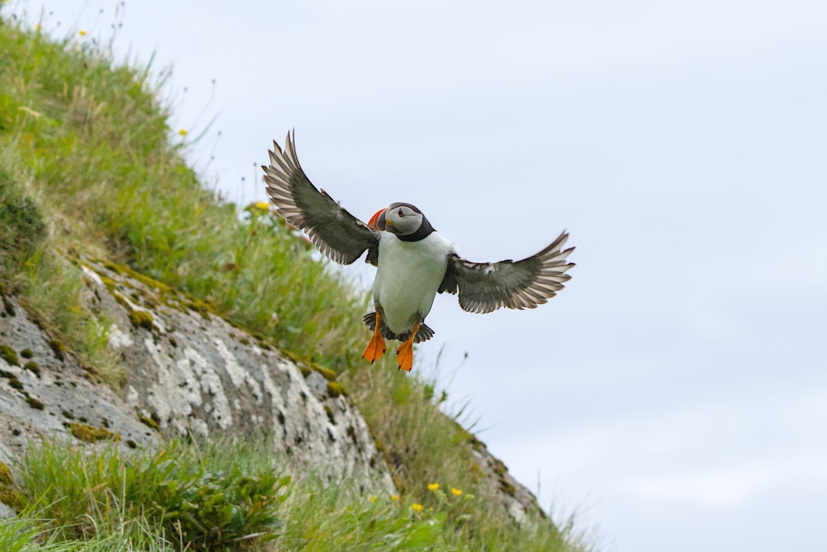 Atlantic Puffin - ML638286500