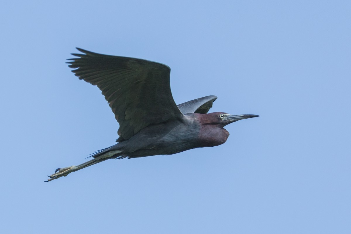 Little Blue Heron - ML638286502