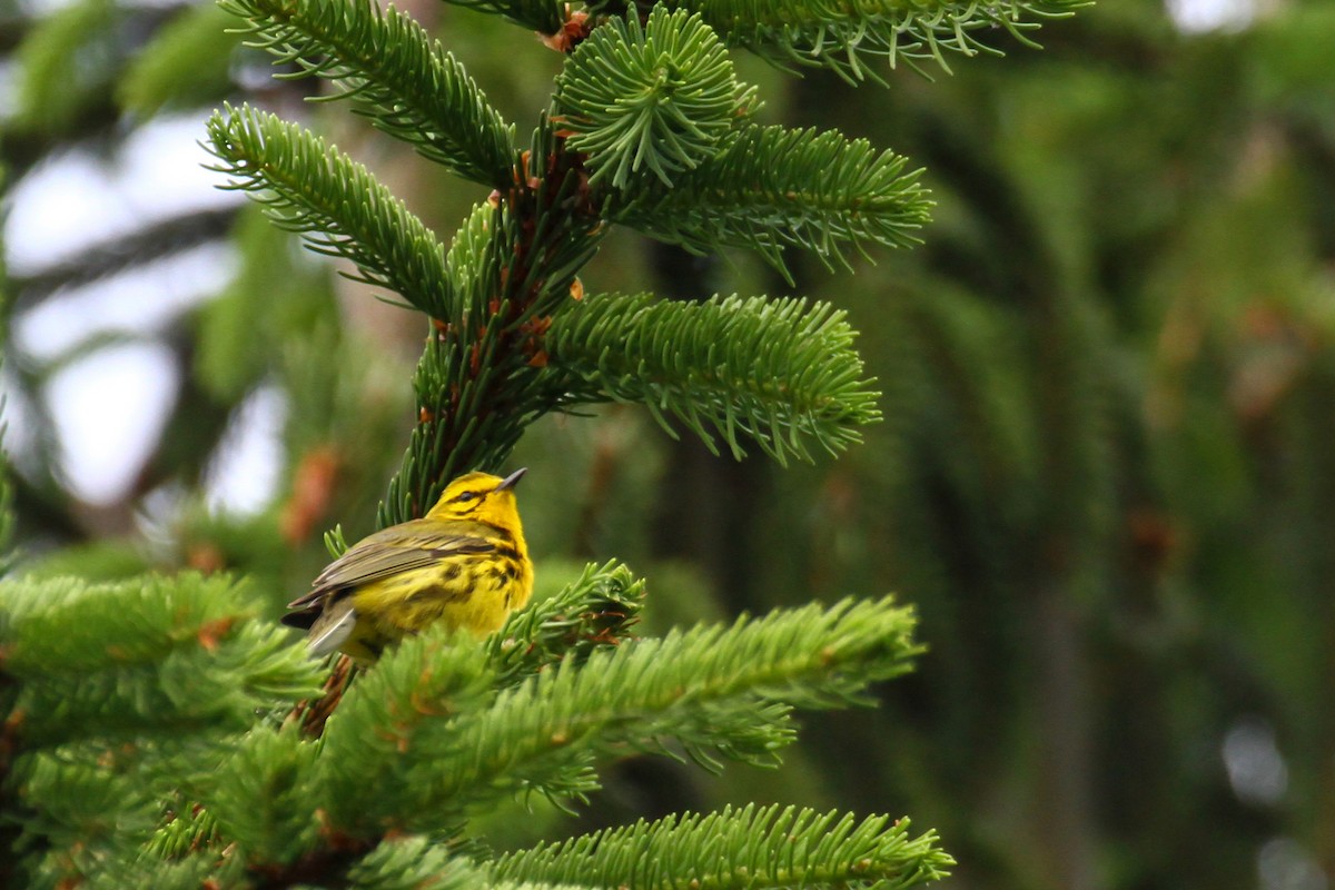 Prairie Warbler - ML63828651