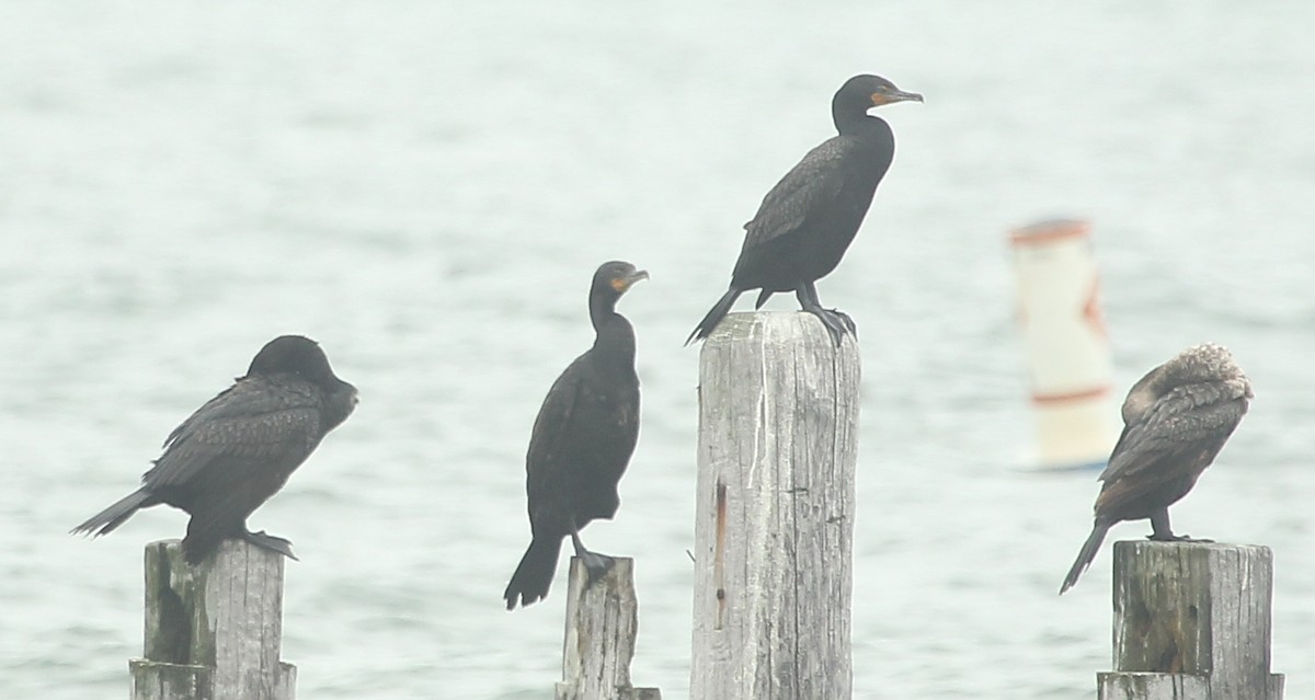 Double-crested Cormorant - ML638286511