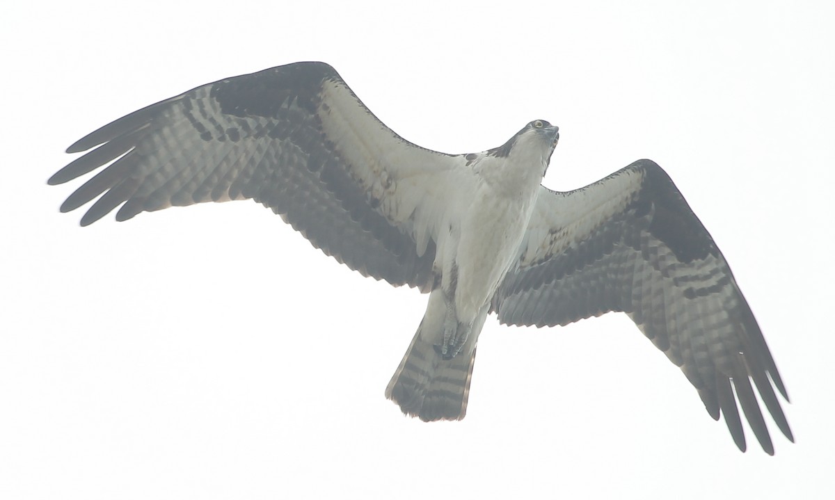 Osprey - ML638286516
