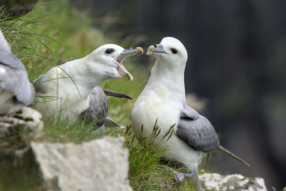 Northern Fulmar (Atlantic) - ML638286517