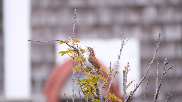 Carolina Wren - ML638286519
