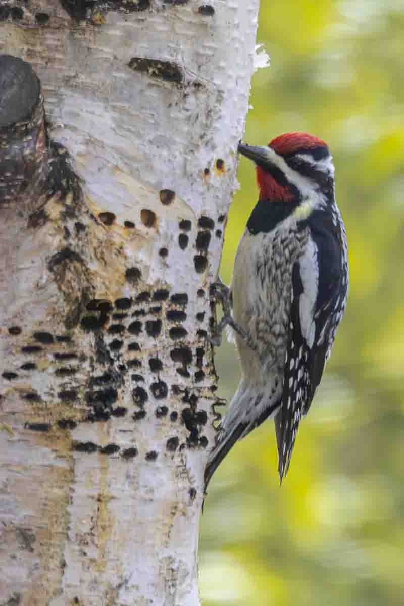Yellow-bellied Sapsucker - ML638286521