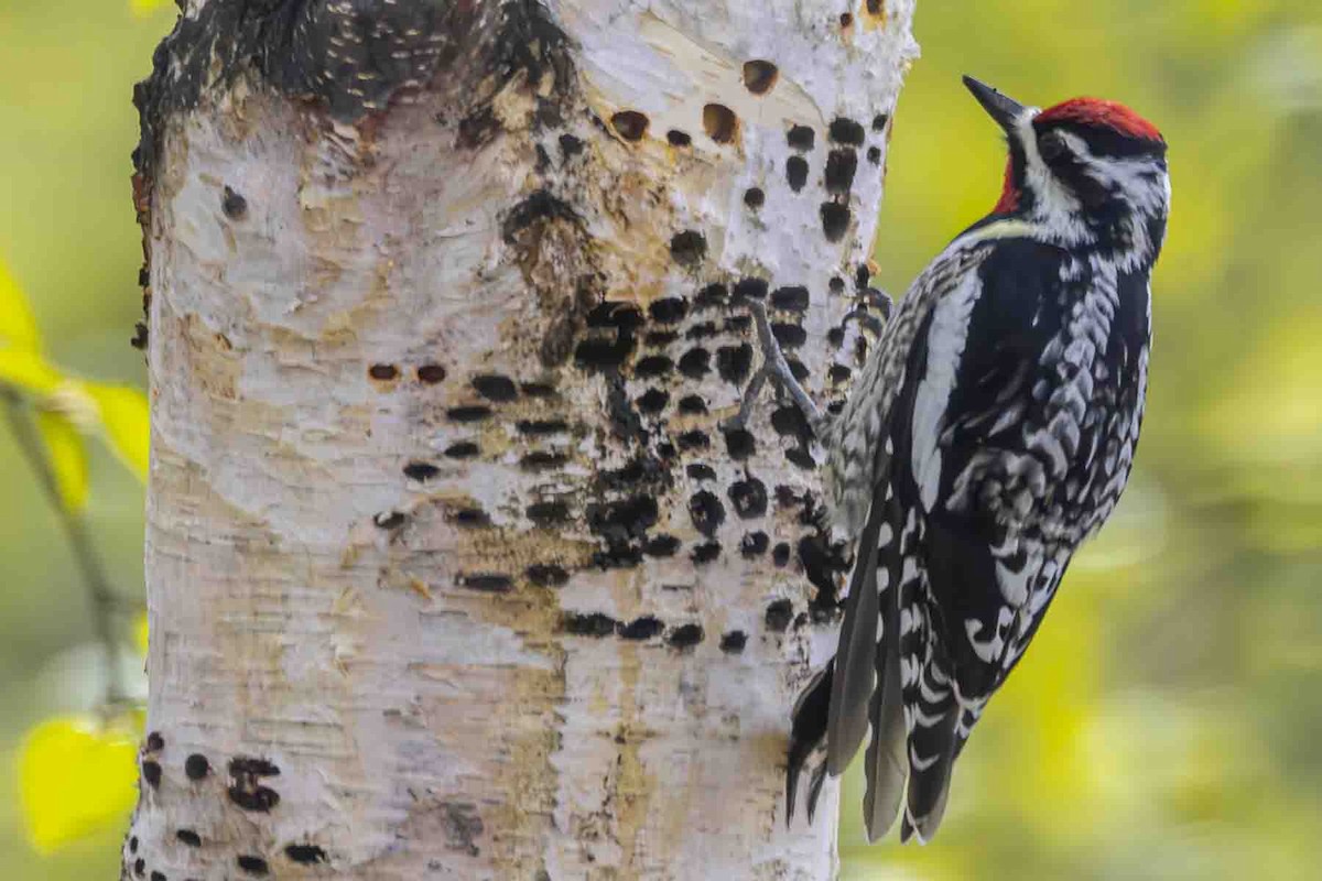 Yellow-bellied Sapsucker - ML638286522