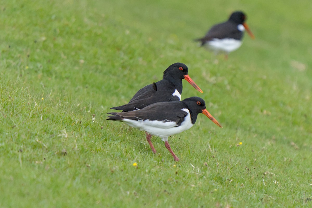 Eurasian Oystercatcher - ML638286525
