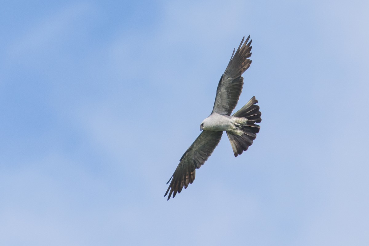 Mississippi Kite - ML638286526