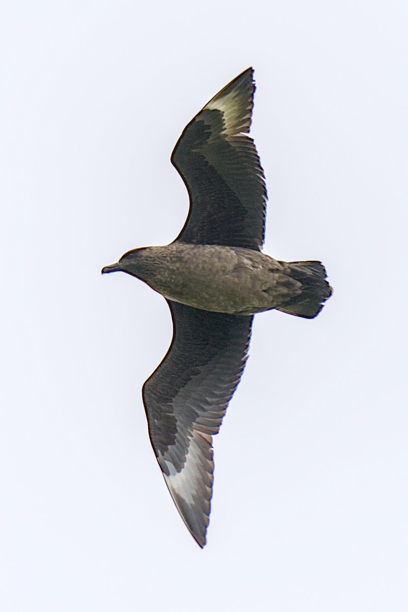 Great Skua - ML638286535