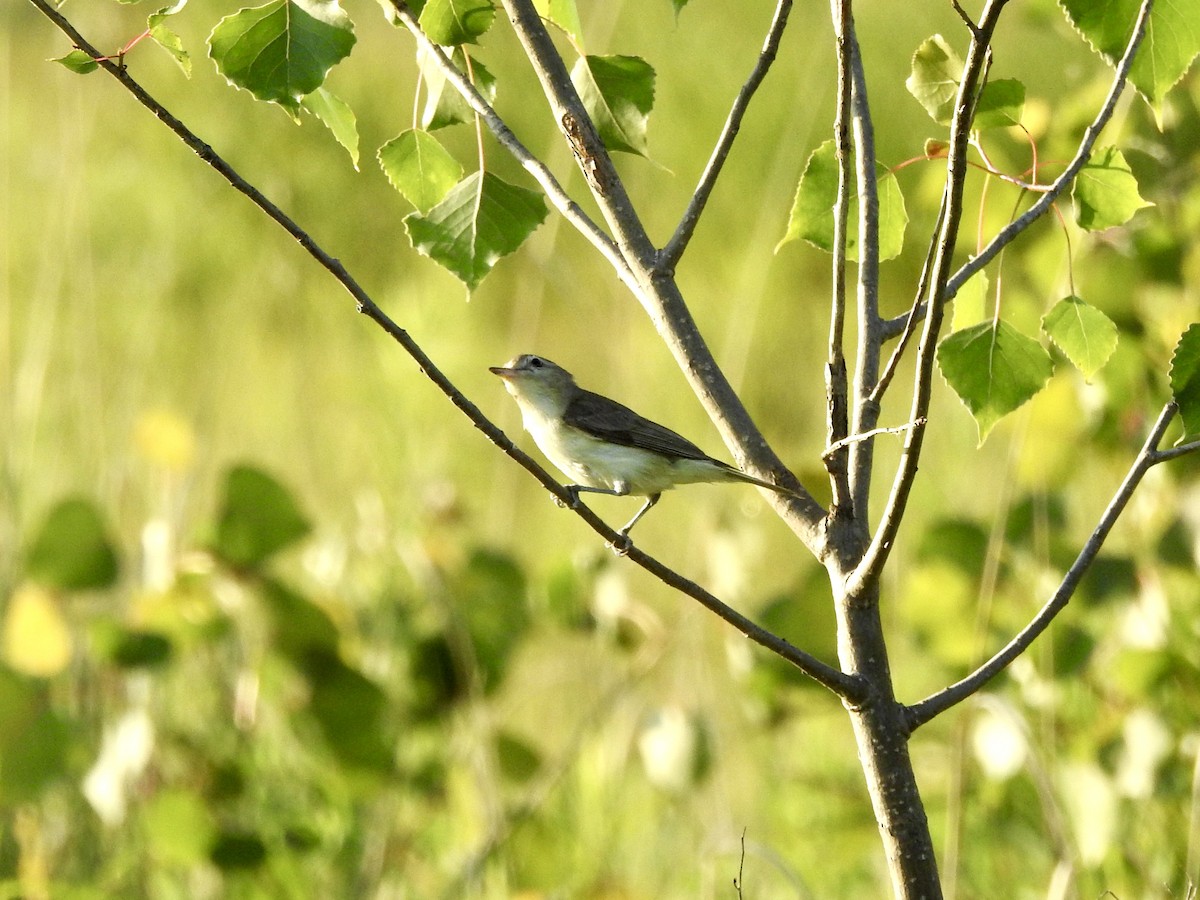 Warbling Vireo - ML638286538