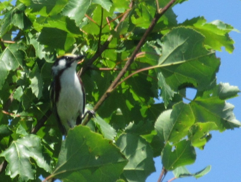 Chestnut-sided Warbler - ML638286546