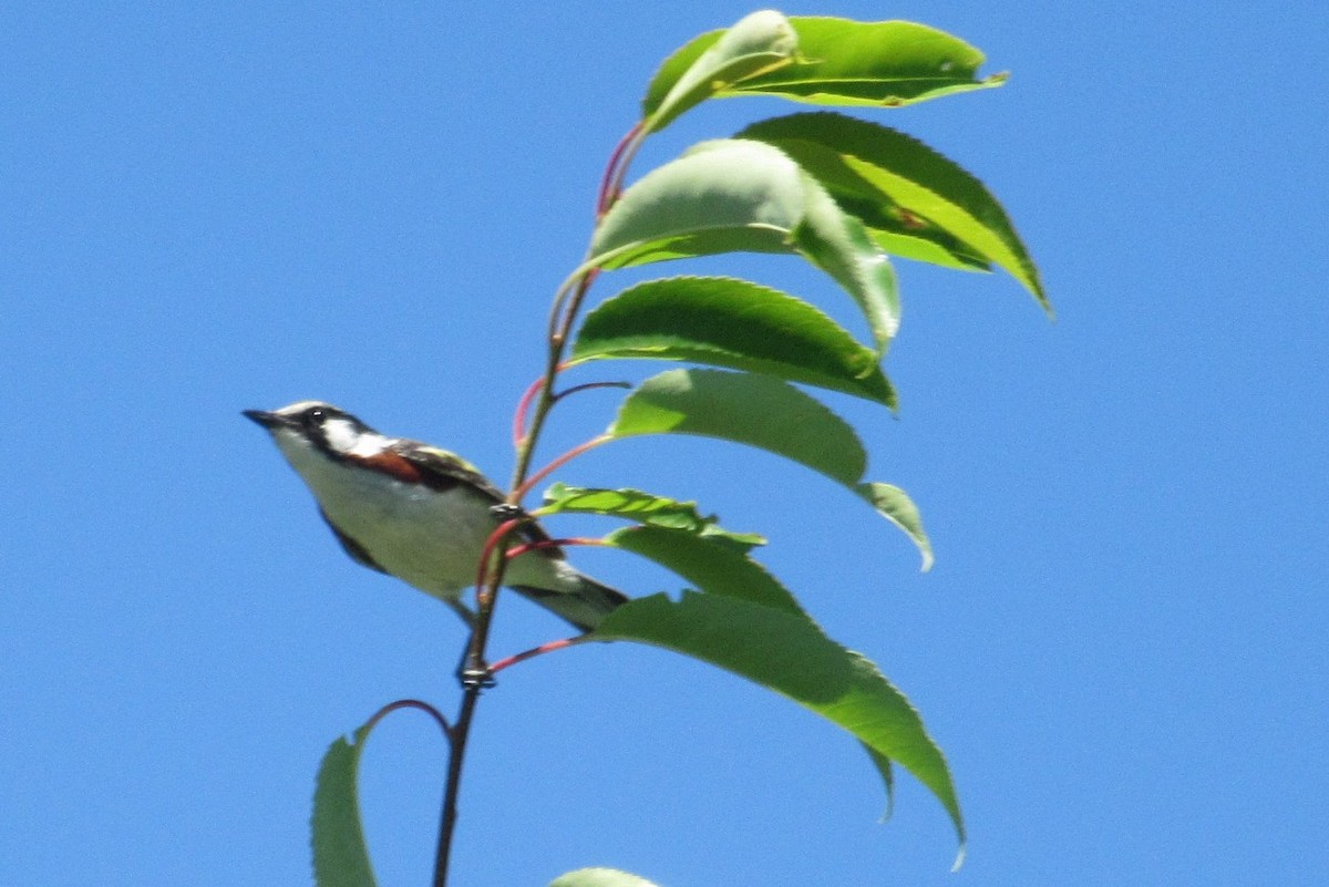 Chestnut-sided Warbler - ML638286547