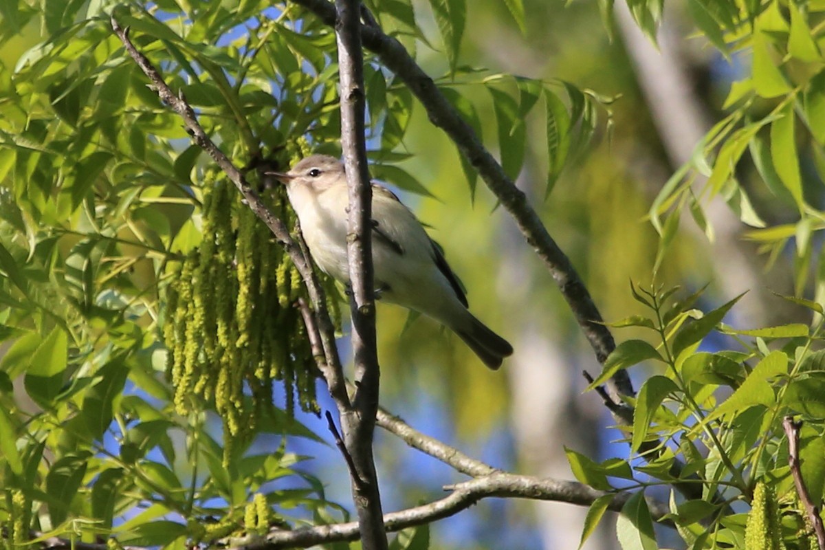 Warbling Vireo - ML638286549