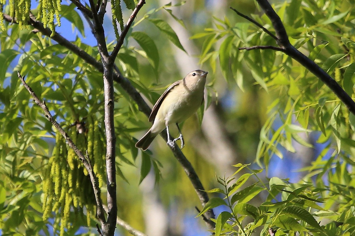 Warbling Vireo - ML638286550