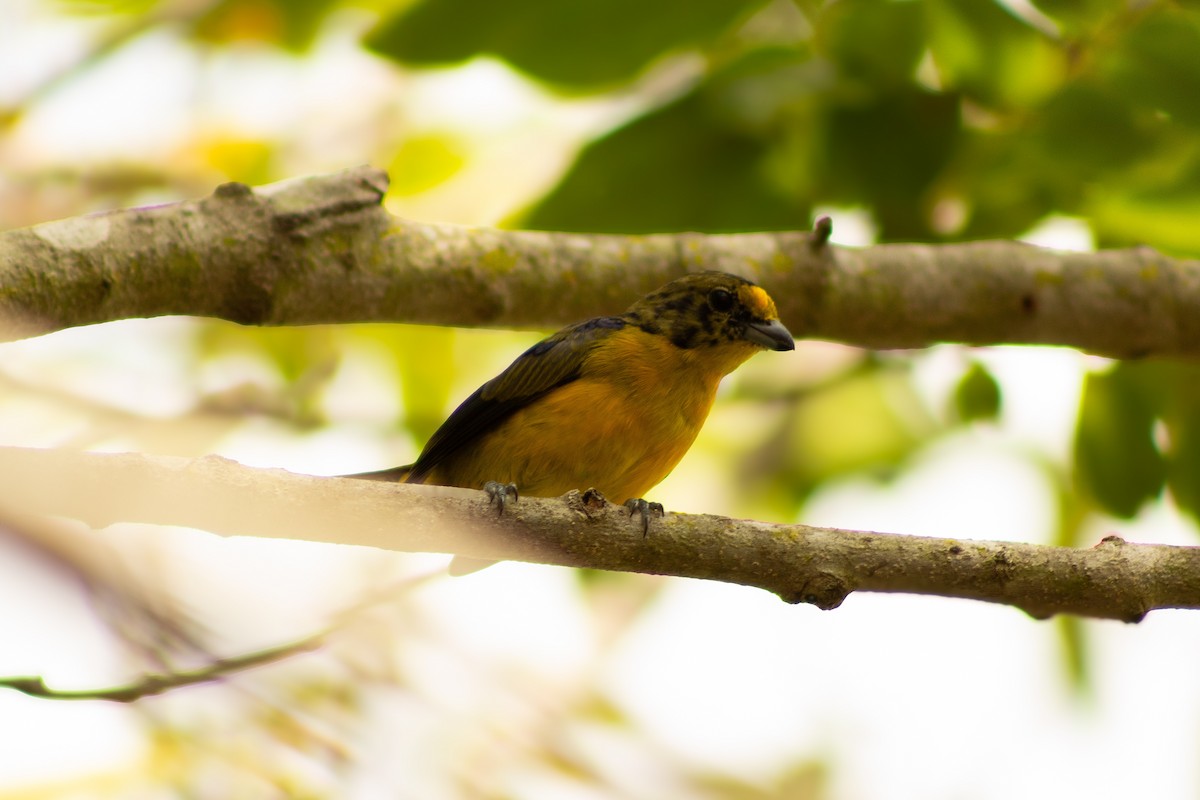 Violaceous Euphonia - ML638286565