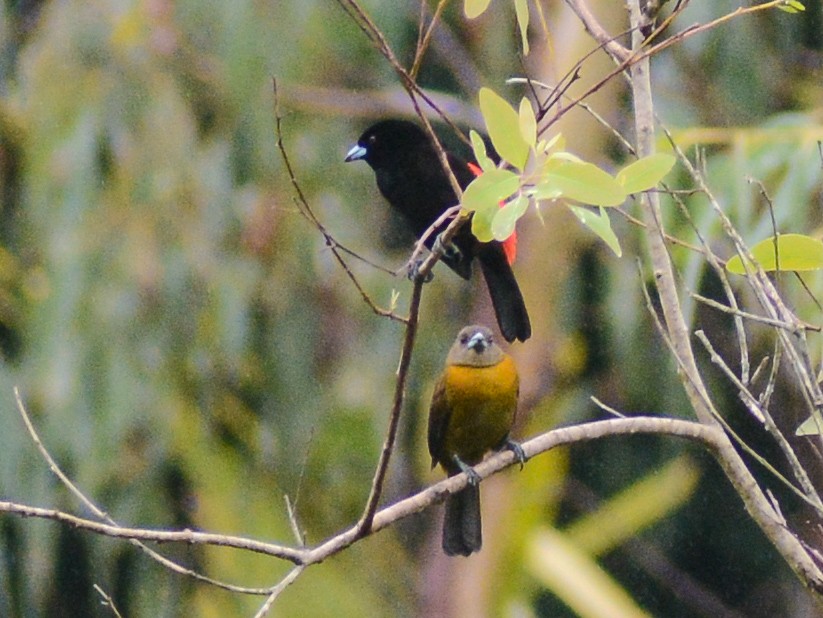 Scarlet-rumped Tanager (Passerini's) - ML638286568