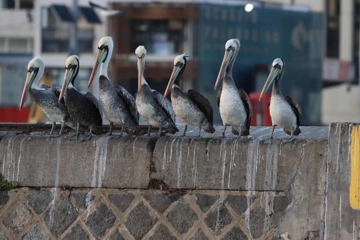 Peruvian Pelican - ML638286577