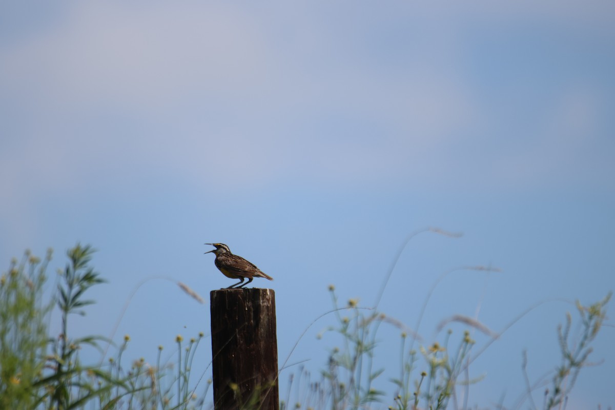 Eastern Meadowlark - ML638286586