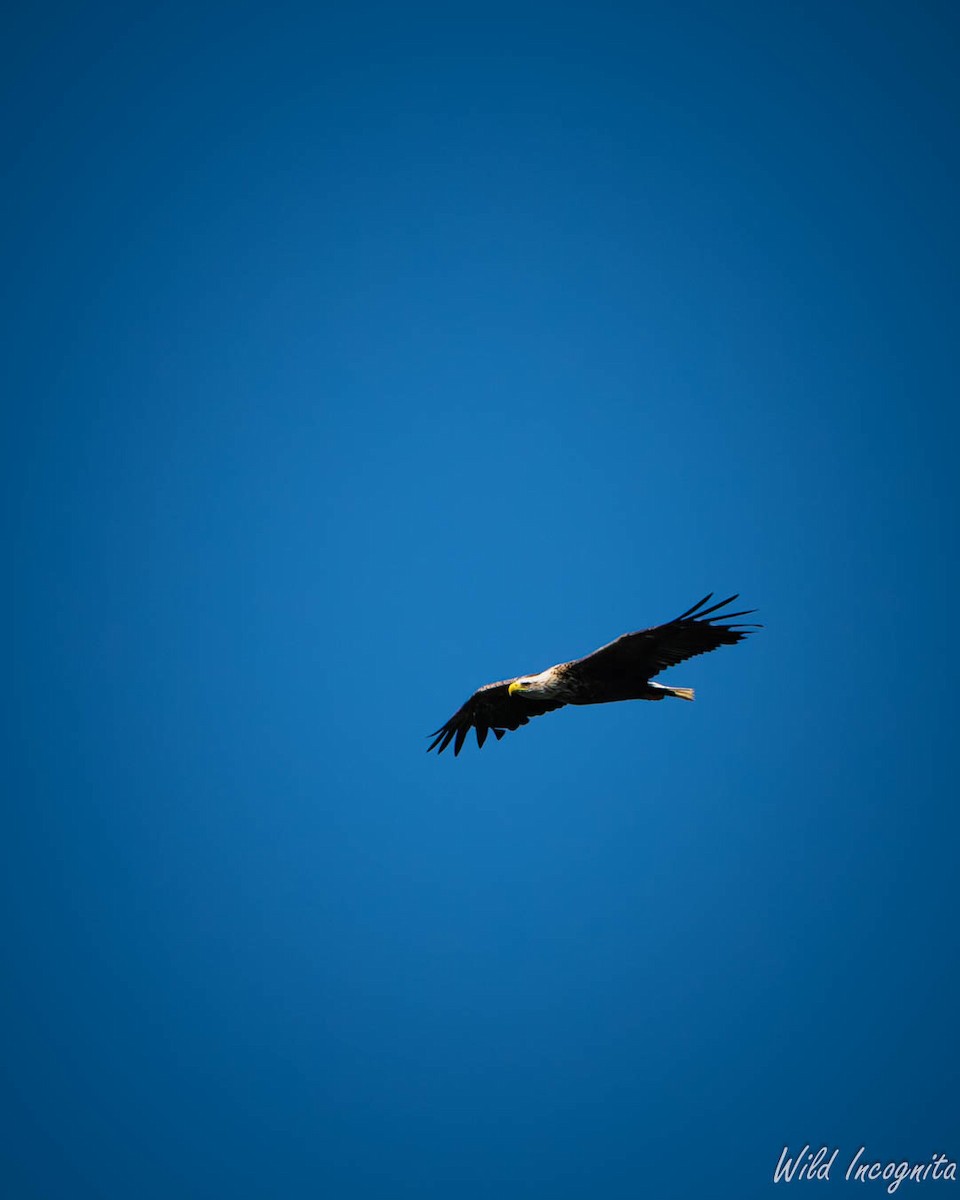 White-tailed Eagle - ML638286591