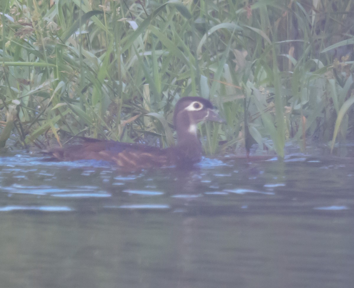 Canard branchu - ML638286593