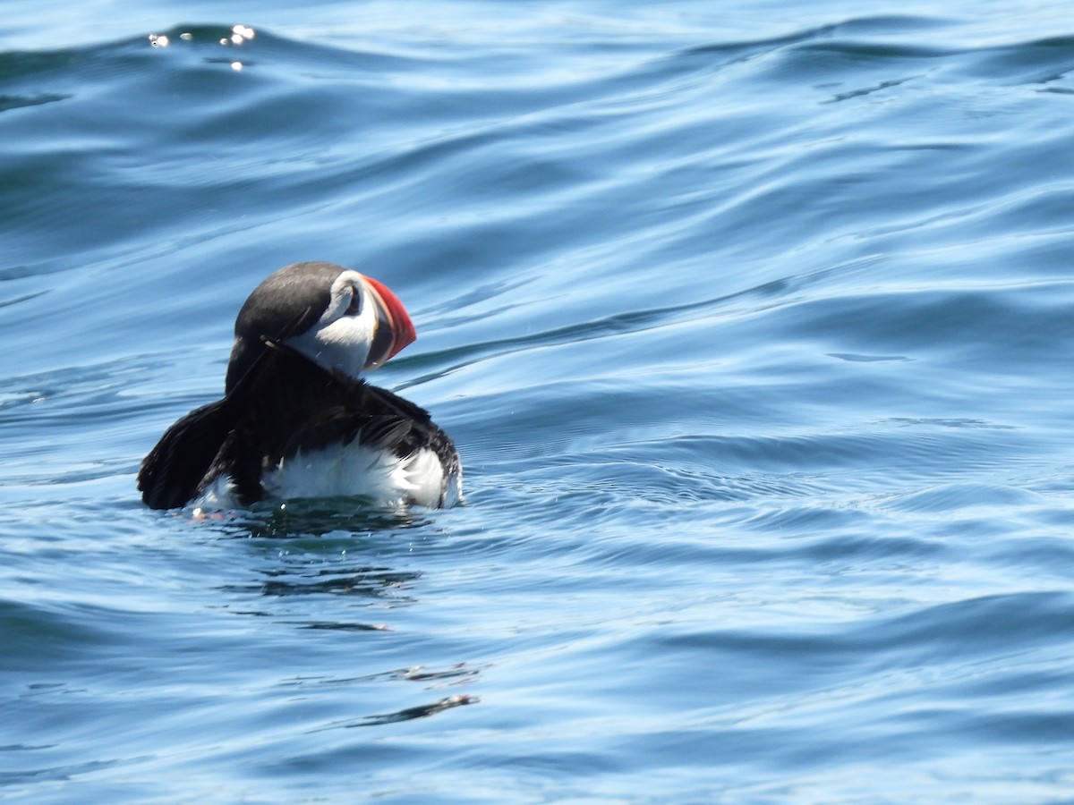 Atlantic Puffin - ML638286606