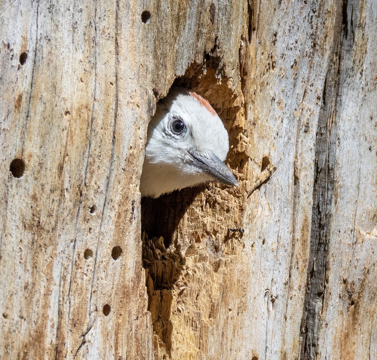 White-headed Woodpecker - ML638286607