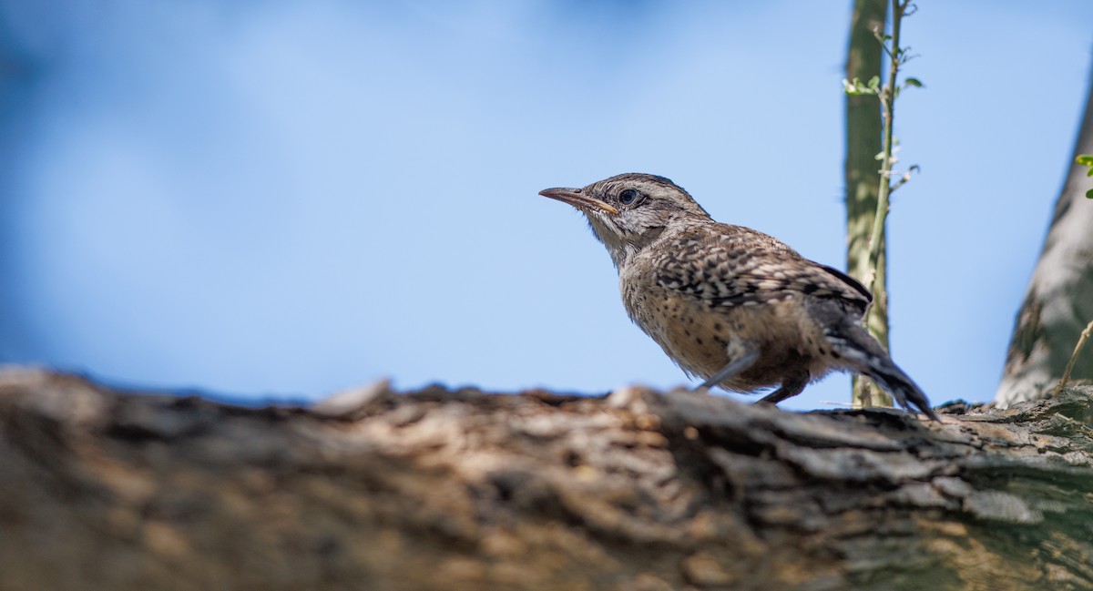 Cactus Wren - ML638286608