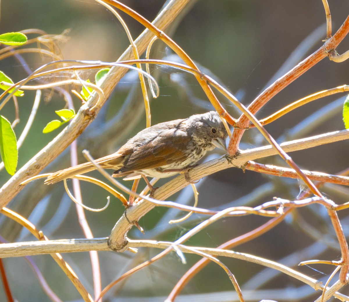 Fox Sparrow (Thick-billed) - ML638286610