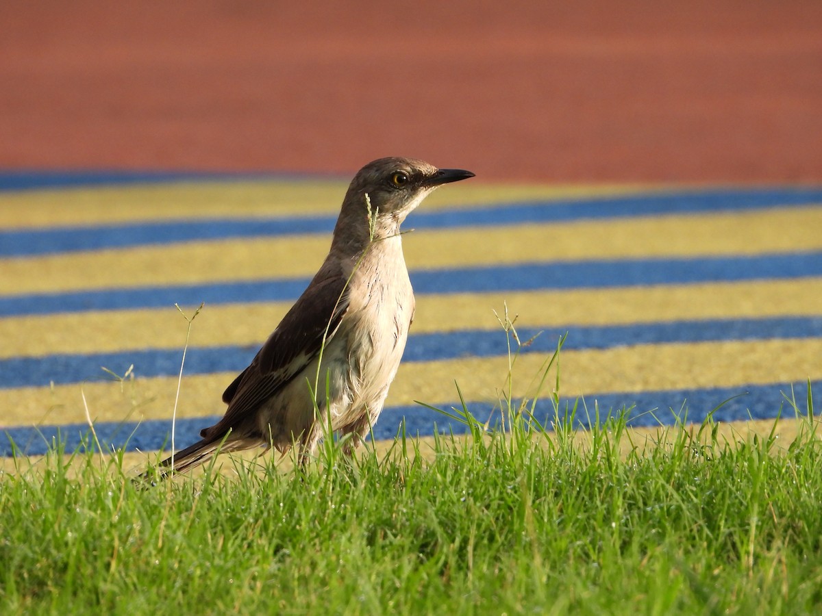 Northern Mockingbird - ML638286611