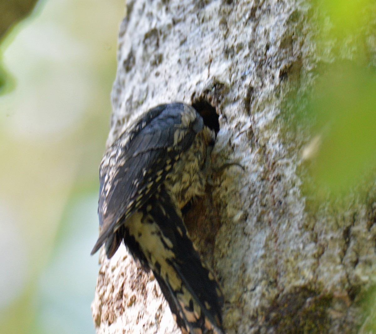 Yellow-bellied Sapsucker - ML638286613