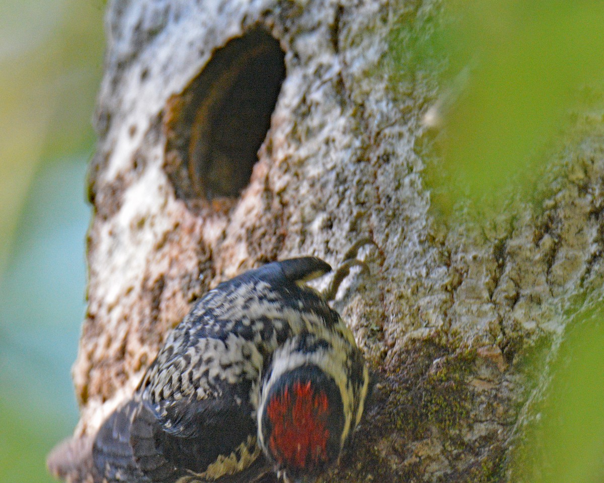 Yellow-bellied Sapsucker - ML638286615