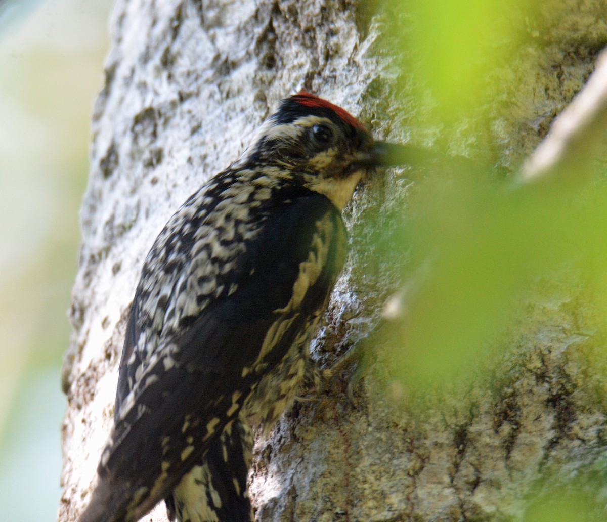 Yellow-bellied Sapsucker - ML638286616