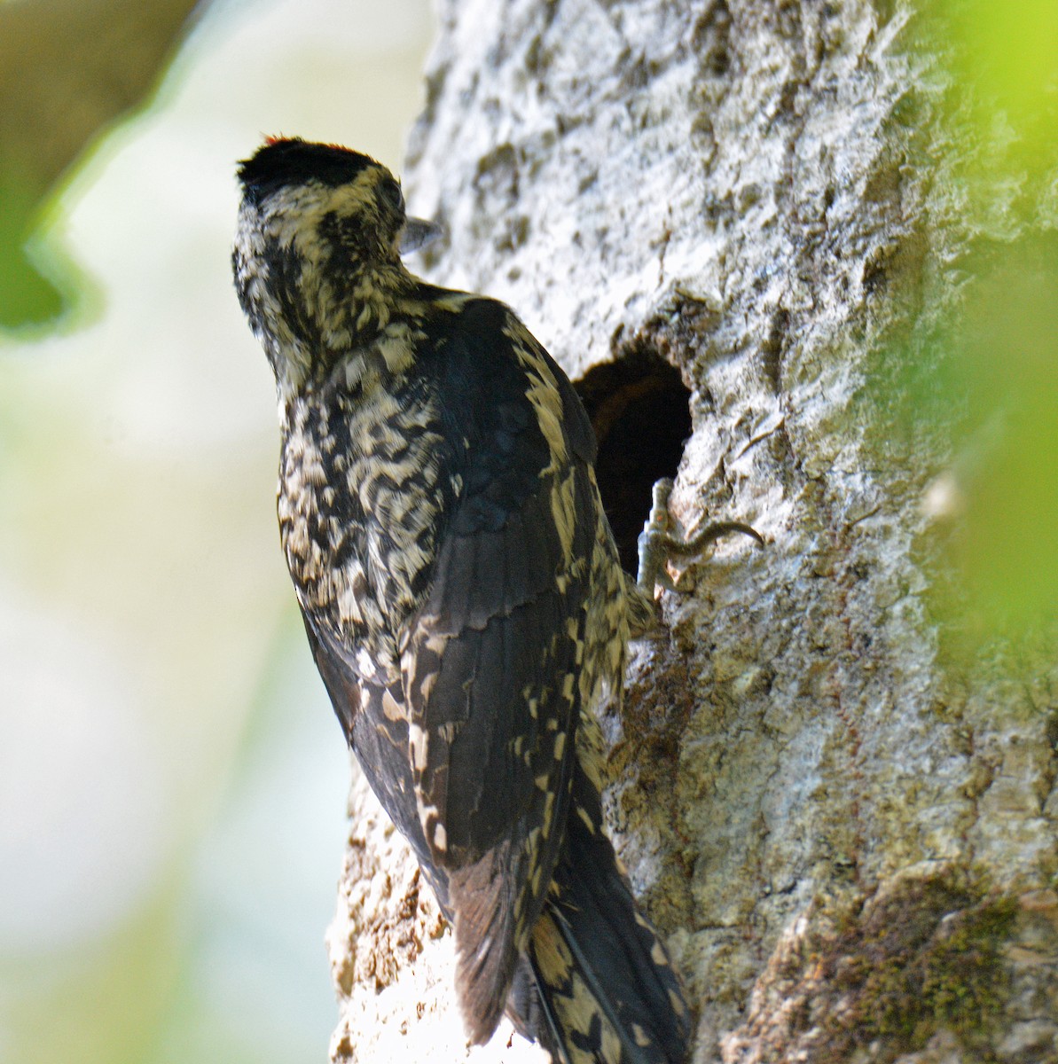 Yellow-bellied Sapsucker - ML638286617