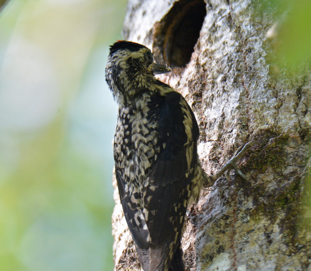 Yellow-bellied Sapsucker - ML638286618