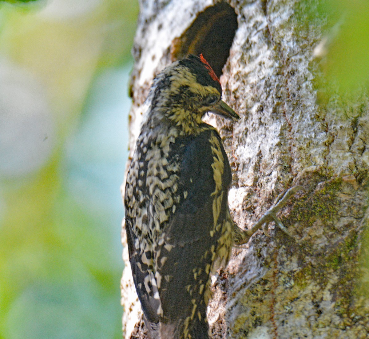 Yellow-bellied Sapsucker - ML638286621